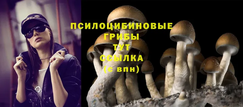 Галлюциногенные грибы Psilocybine cubensis  ОМГ ОМГ как войти  Алексин  цена наркотик 